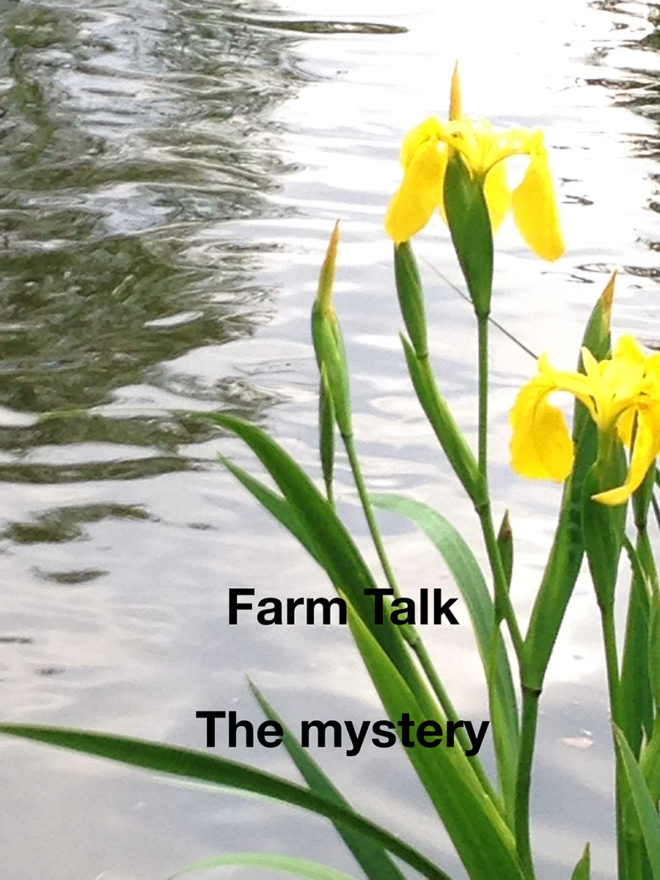 Mystery